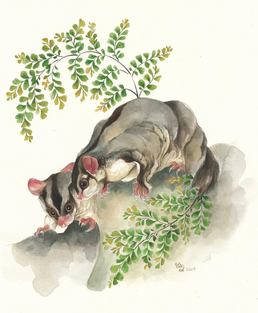 The Sugar Gliders & the Maidenhair 