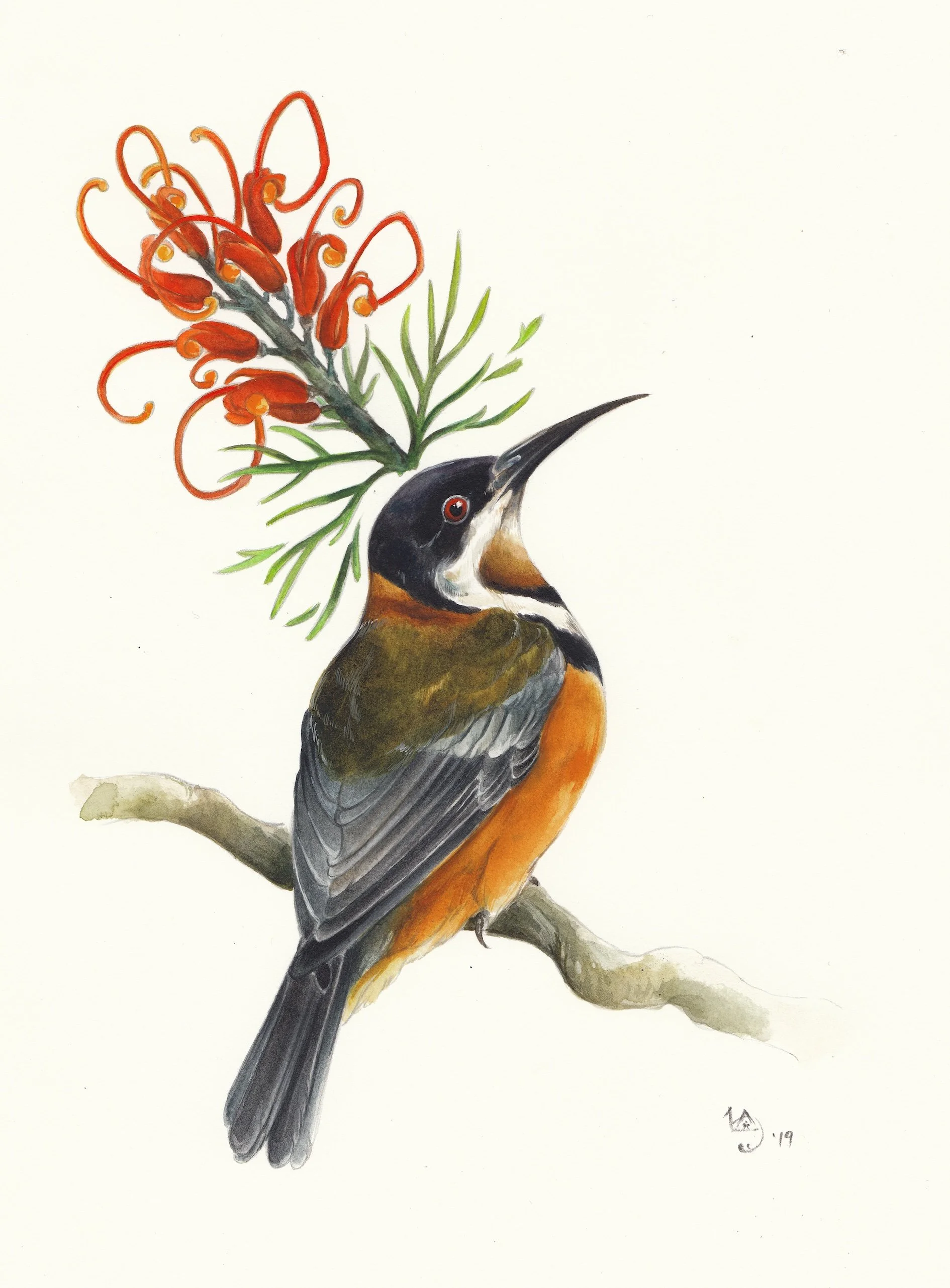 The Spinebill & the Grevillea