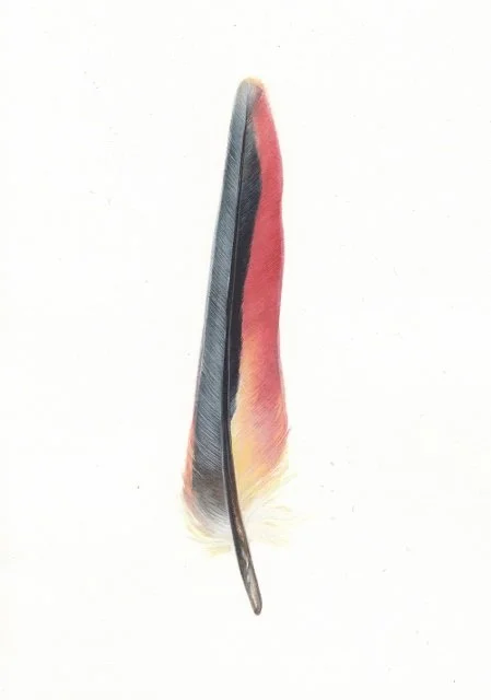 Anima Plumarum 17 - Princess Parrot 