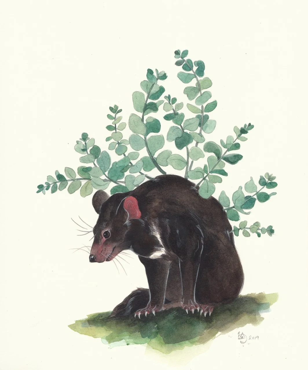 The Devil & the Eucalypt 