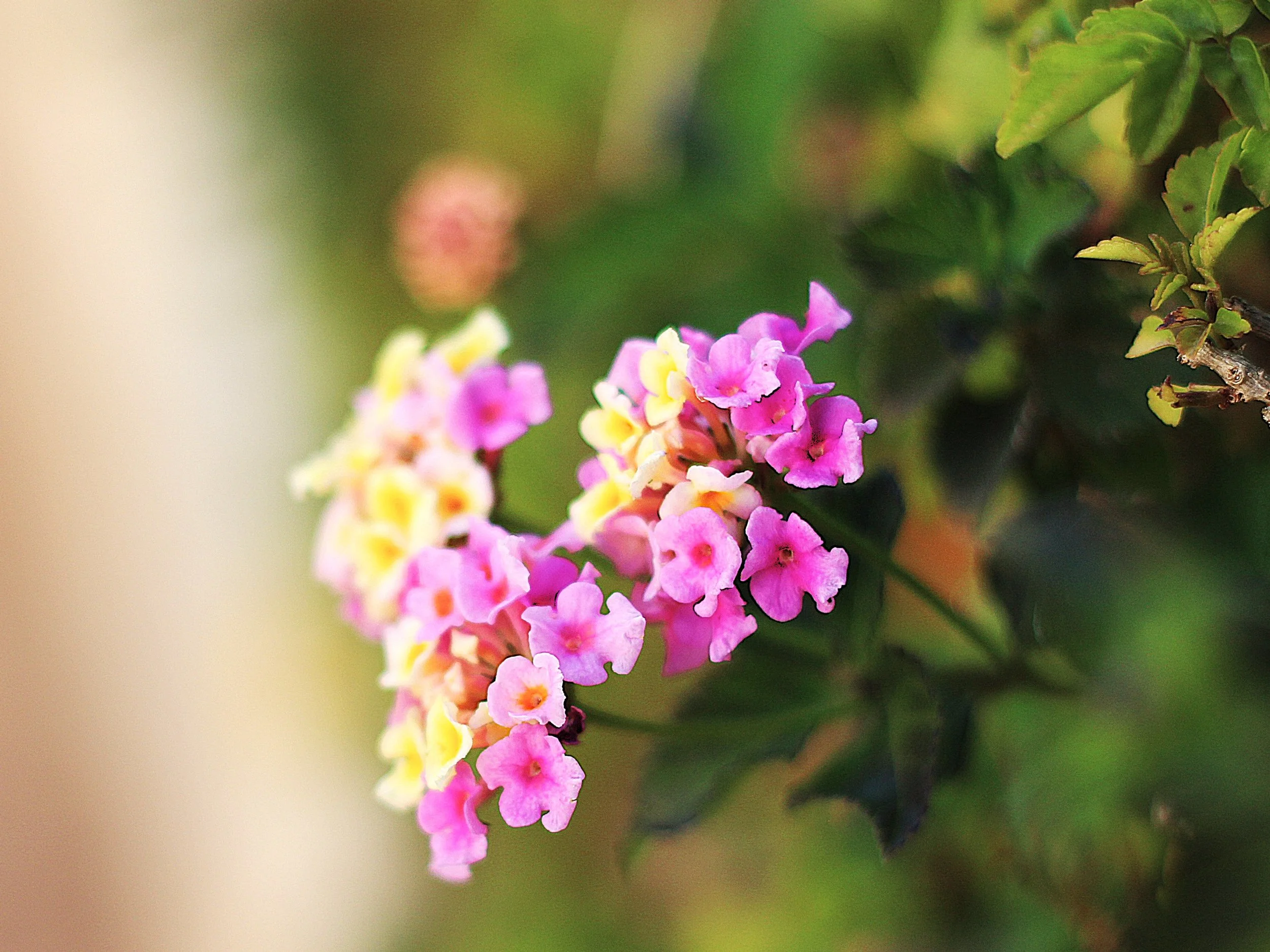 Färgglada blomblad i lila, rosa och gult på en stam med gröna blad i bakgrunden.