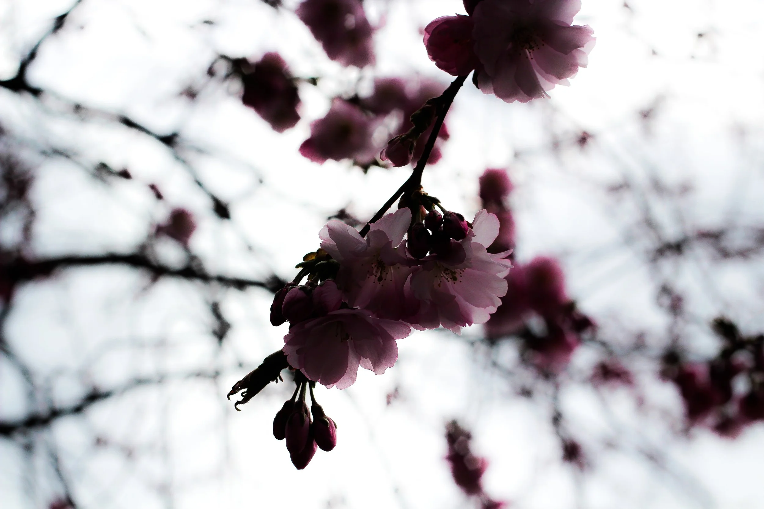 Rosa blommor på ett träd mot en överexponerad himmel.