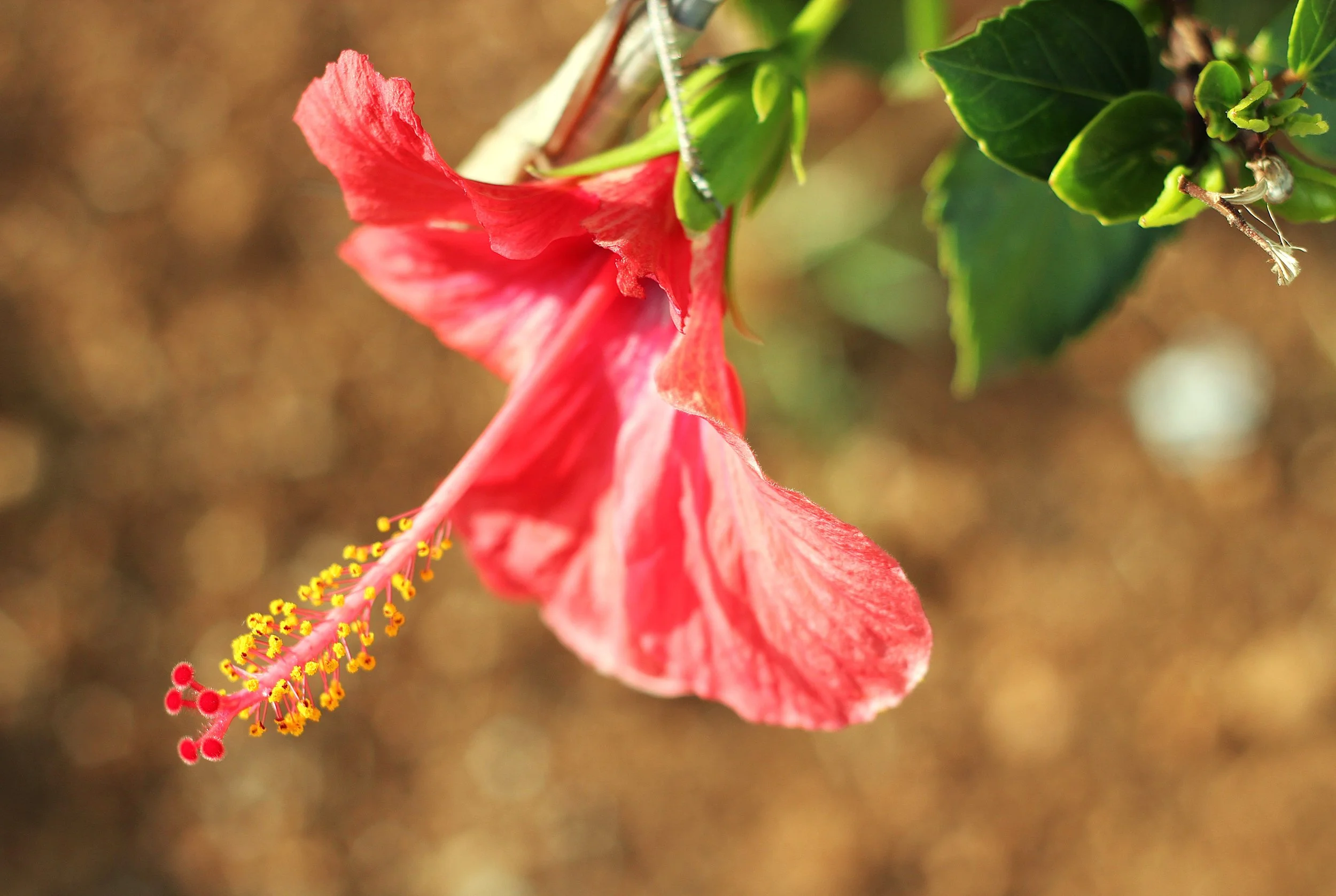 En röd hibiskusblomma med gula och röda pollenkorn på stammet, mot en suddig bakgrund.