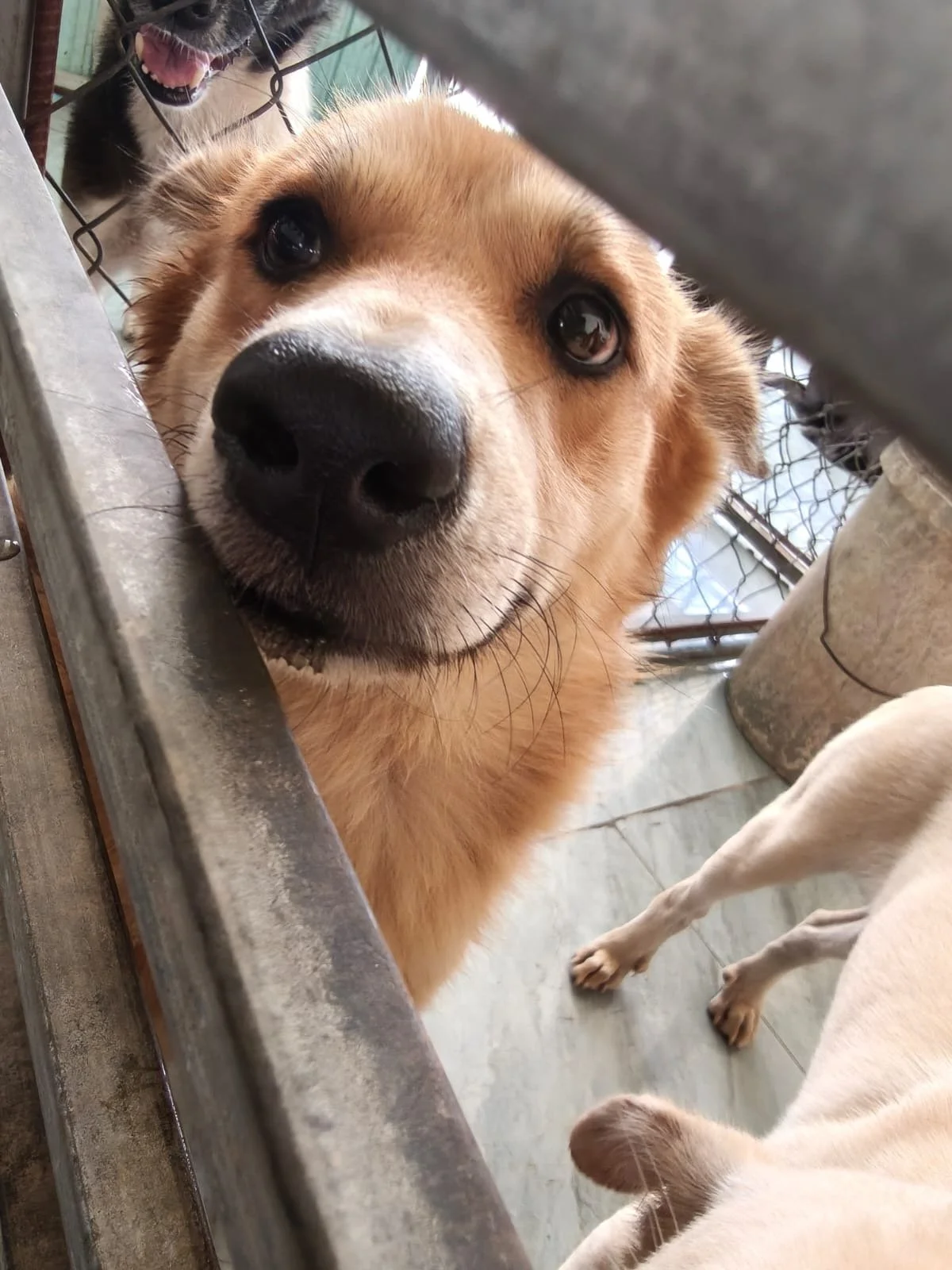 Close-up of a brown dog with big eyes, nose, and snout peering over a metal fence, with another dog in the background smiling.