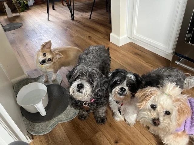 Four dogs inside a house looking at the camera, with a water bowl on a mat near the wall.