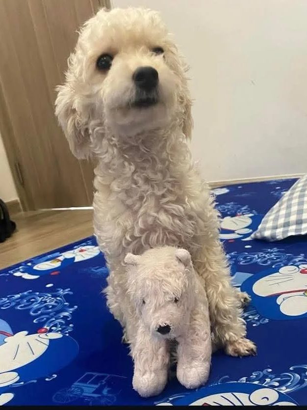 Cookie · Her mother was struck by a car and brought to Tram's rescue to heal. Days later, she gave birth to Cookie and two siblings. All three found their forever homes — but Cookie's story started with an act of grace that saved them all.