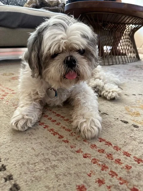 Ozzy · When Muttville Senior Dog Rescue found him, he was neglected, severely matted, and suffering from an ear infection — a senior dog who had never known what it felt like to be truly cared for. Theresa adopted him along with his bonded pair Dot, 