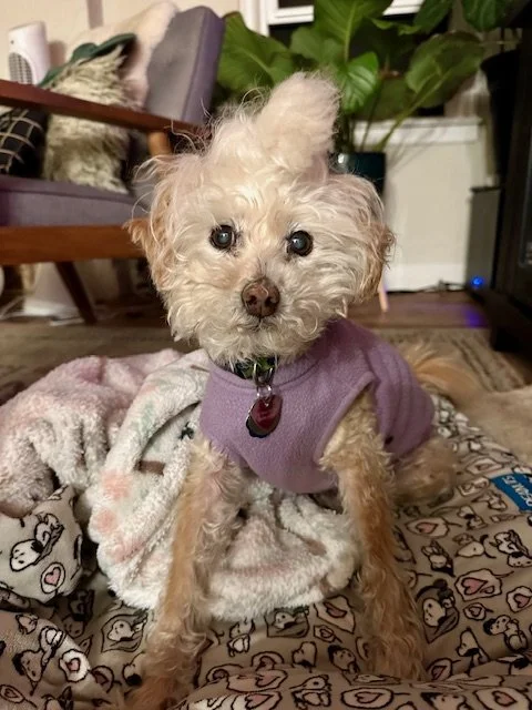 Dot · Adopted alongside her bonded pair Ozzy from Muttville Senior Dog Rescue — because Theresa refused to let them be separated. Dot was the quietest, gentlest soul — never a bark, never a complaint, not a single mean bone in her tiny body. Her idea