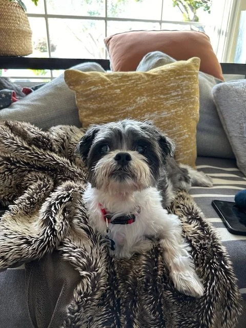 Bartholomew Cubbins · Theresa's fourth Muttville Senior Dog Rescue adoption. He came in matted, deaf, and with failing vision — a little old man who had been overlooked for far too long. But Barto didn't need much. Food, a soft place to sleep, and so