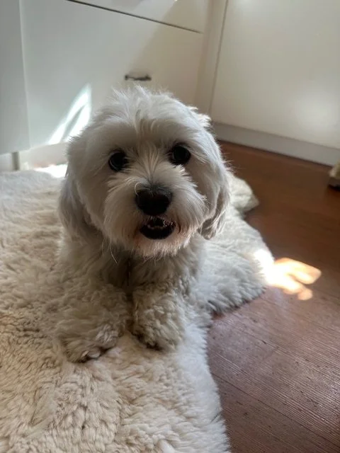 Lilly · Rescued from a backyard breeding situation, Lilly arrived carrying more loss than any dog should ever know — her four puppies didn't survive. Theresa rescued Lilly, her sibling, and four of her sibling's puppies, and every single one found a 