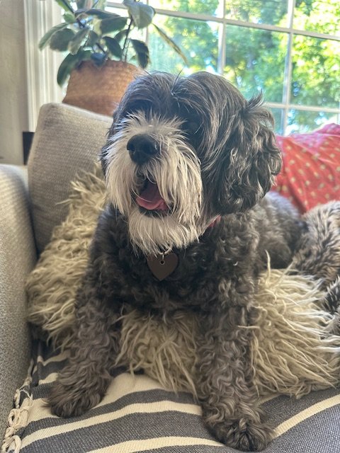 Sugar · Theresa's third Muttville Senior Dog Rescue adoption. She arrived at Muttville with a severe ear infection so advanced it required surgery — but you'd never have known she'd suffered a day in her life. Sugar was pure sunshine. Happy, easygoin