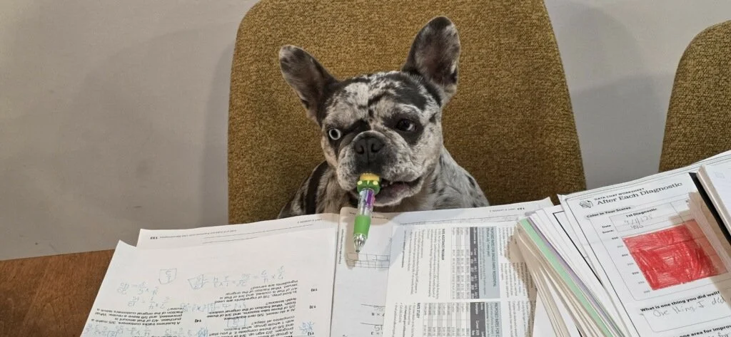 Gracie · She was found abandoned at a gas station in Gilroy, CA — emaciated, discarded after a life of breeding, with nothing left but the will to survive. A friend made one phone call to Theresa, who came without hesitation. Through Love and Second 
