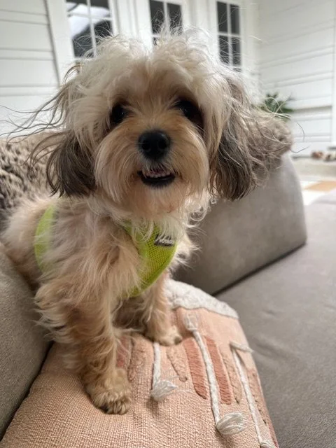 Bella · She spent her early life as a breeding dog — used, then discarded when she was no longer needed. Theresa took her in, gave her safety and love, and partnered with Love and Second Chances Rescue to find her a family in Sacramento. Bella now kn