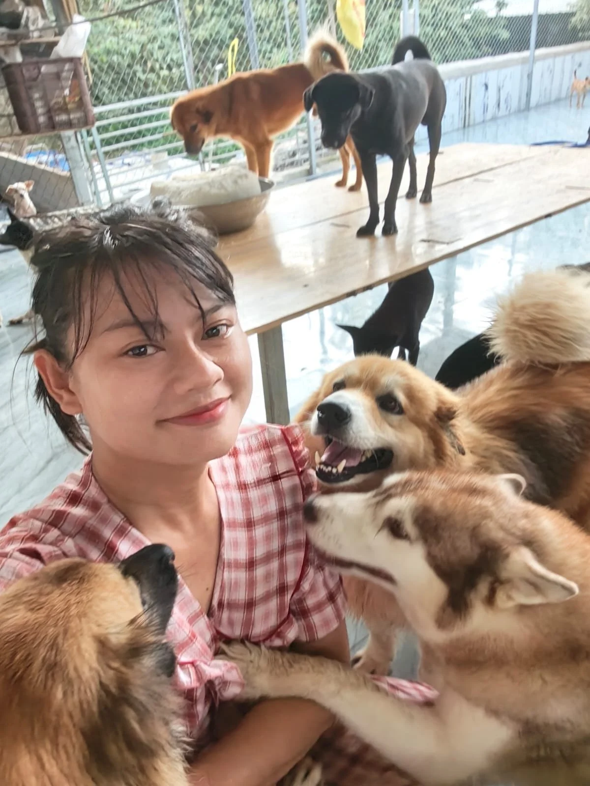 A woman taking a selfie with multiple dogs in an outdoor dog park. Several dogs are surrounding her, some playing and one standing on a wooden table in the background.
