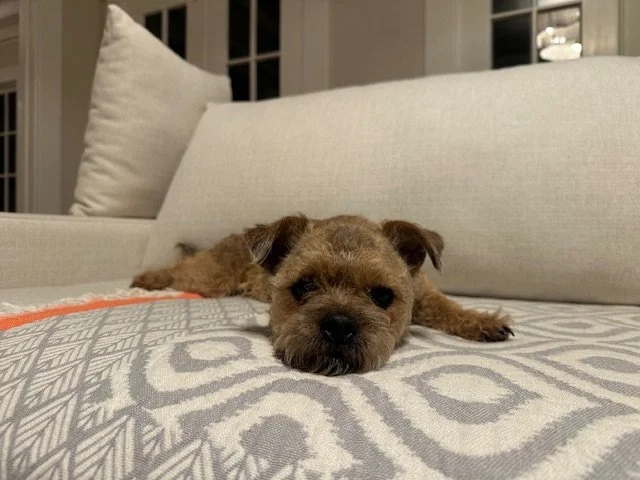 Luna · Found wandering across a busy highway, terrified and alone. One kind person stopped. Love and Second Chances Rescue did the rest — finding her a loving home where she'll never have to fend for herself again. Sometimes survival is just one good