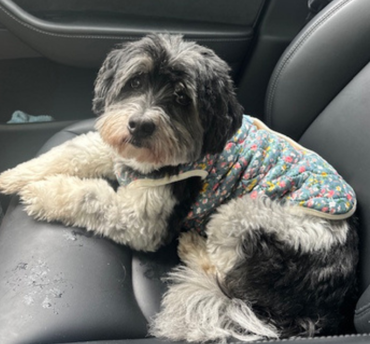 A fluffy black and white dog with a floral patterned coat, sitting on the passenger seat of a car and looking at the camera.