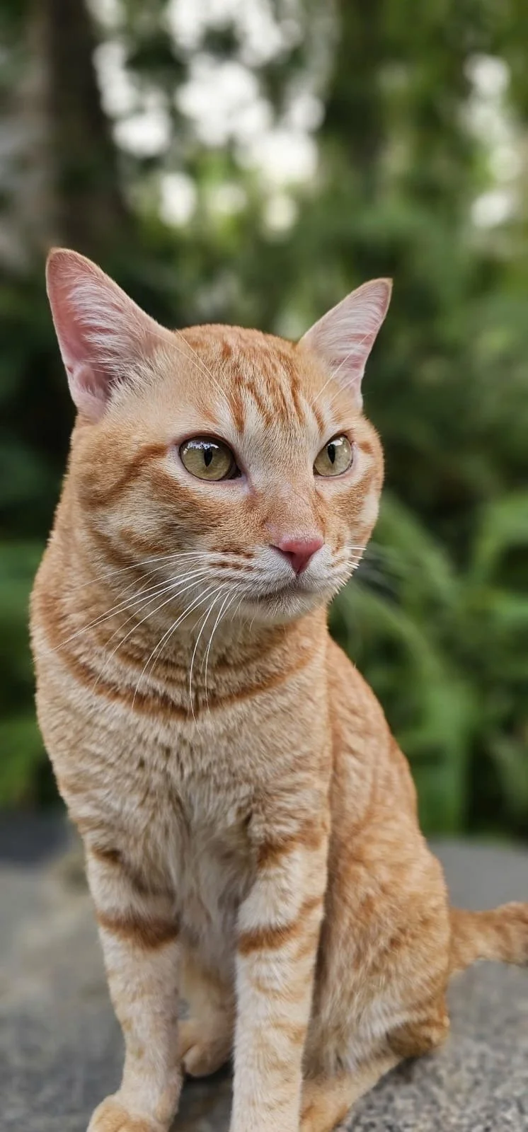 Garfield · Rescued by Tram from the streets of Vietnam. After months of care and patience, this gentle soul found his forever home. One of the lucky ones — because someone chose not to look away.
