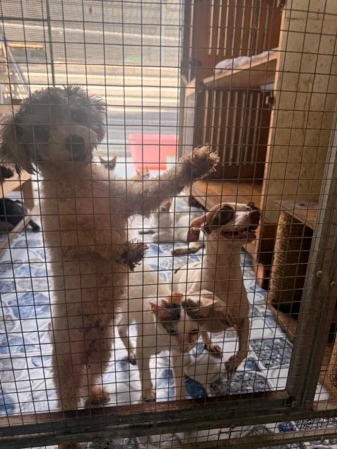 Four small dogs behind a wire mesh in a playpen, with one standing on its hind legs and the others sitting or lying down inside the enclosure.