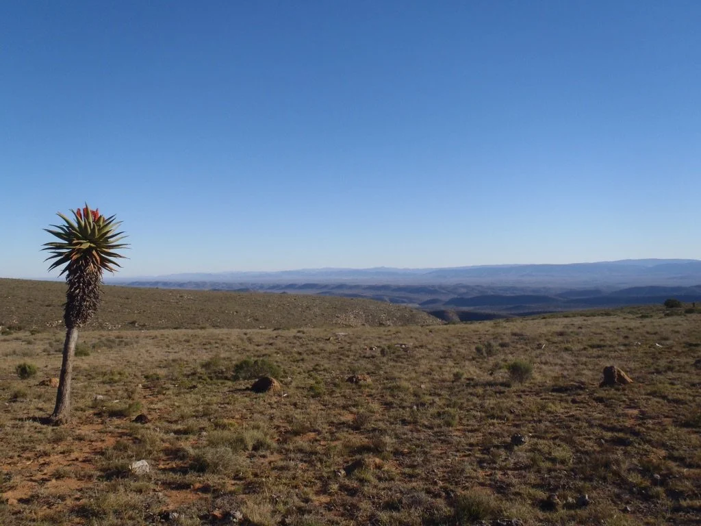 A desert landscape with a sparse tree and dry grass under a clear blue sky, with distant mountains on the horizon.
