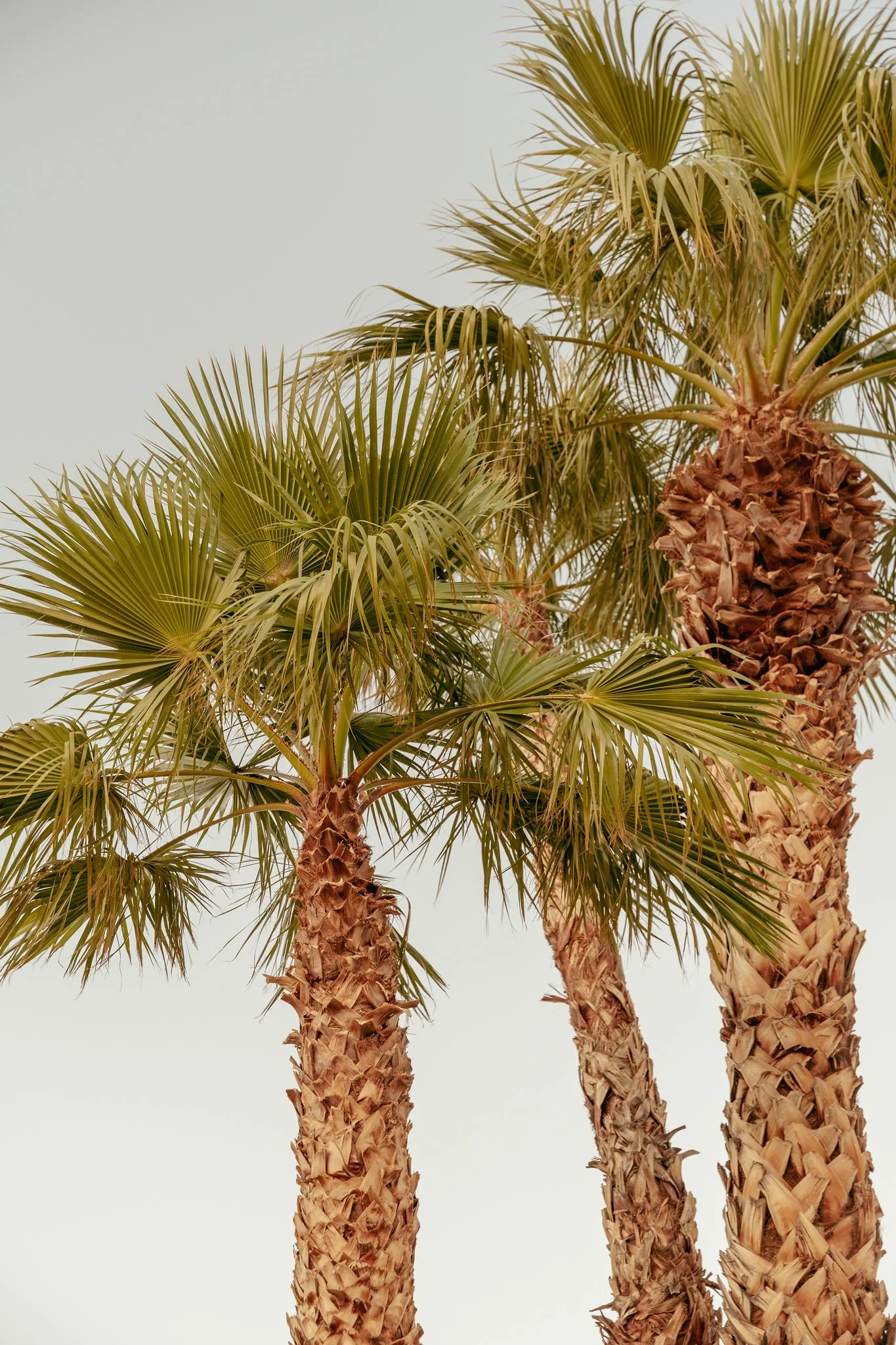 Several tall palm trees with textured brown trunks and green fan-shaped leaves against a light-colored sky.