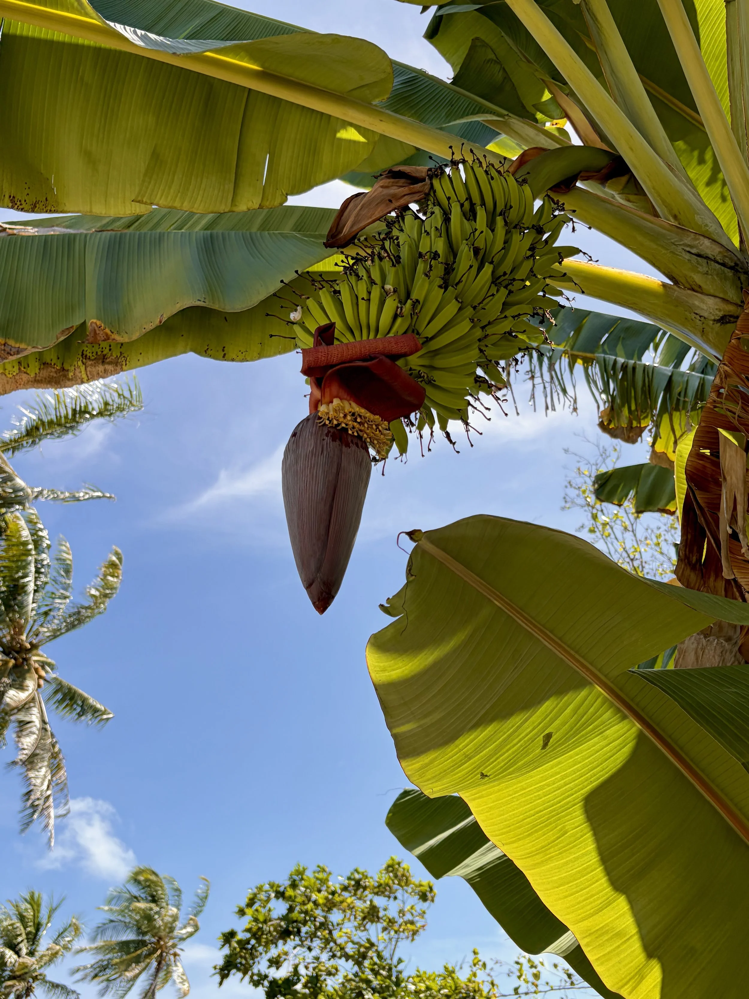 Guided expedition to a remote unfished Pacific Atoll