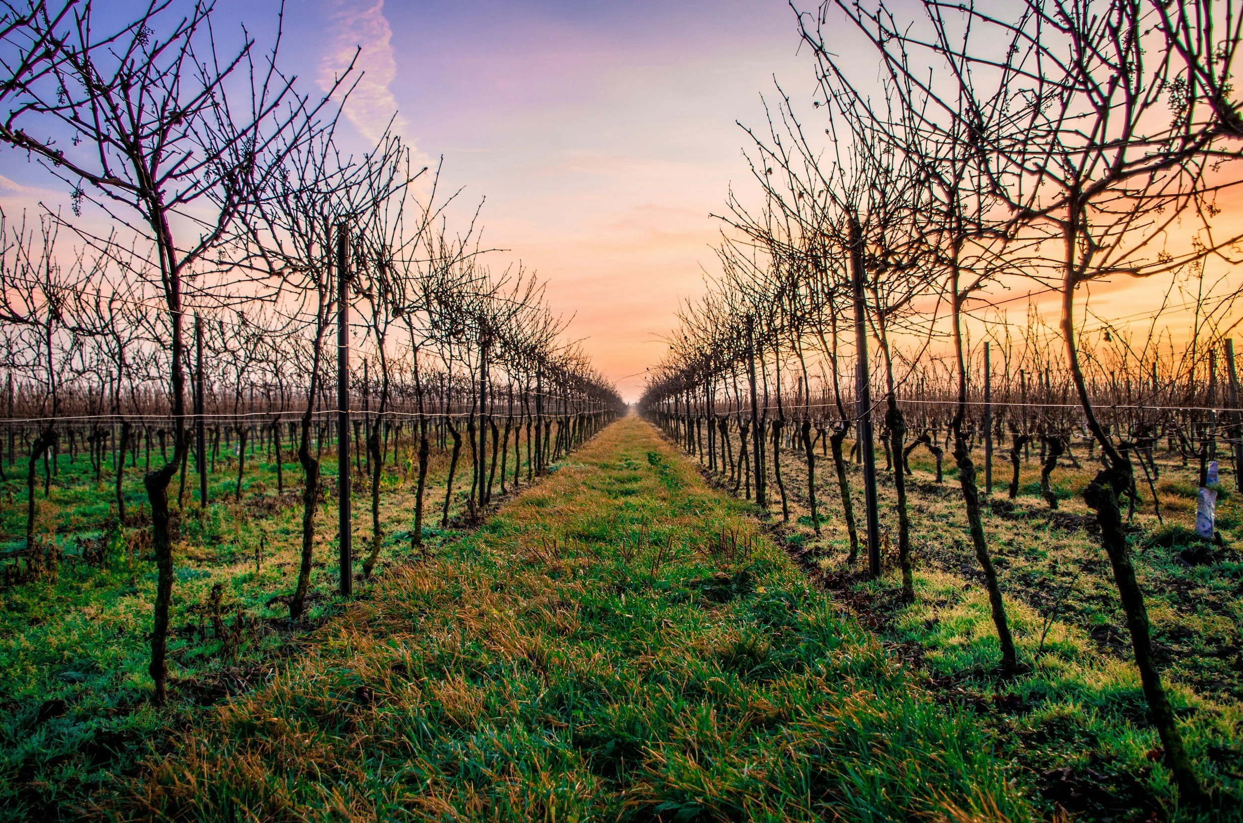 Rows of bare grapevines in an orchard at sunset, with a colorful sky and lush green grass between the rows.