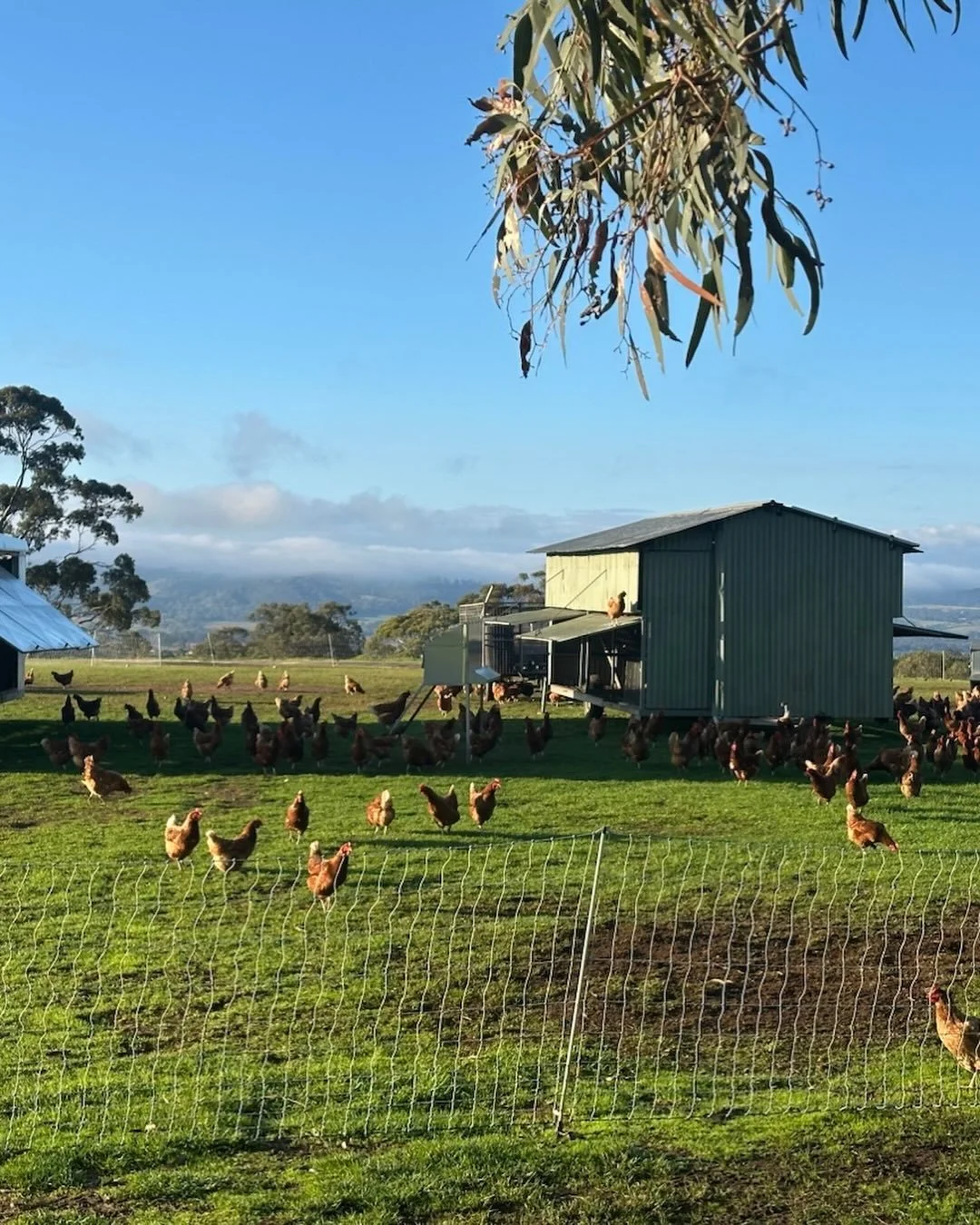 feather&PECK Farm Walk & Afternoon Tea
