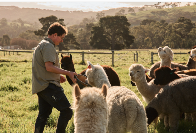 A young man feeding alpacas in a green field during sunset.