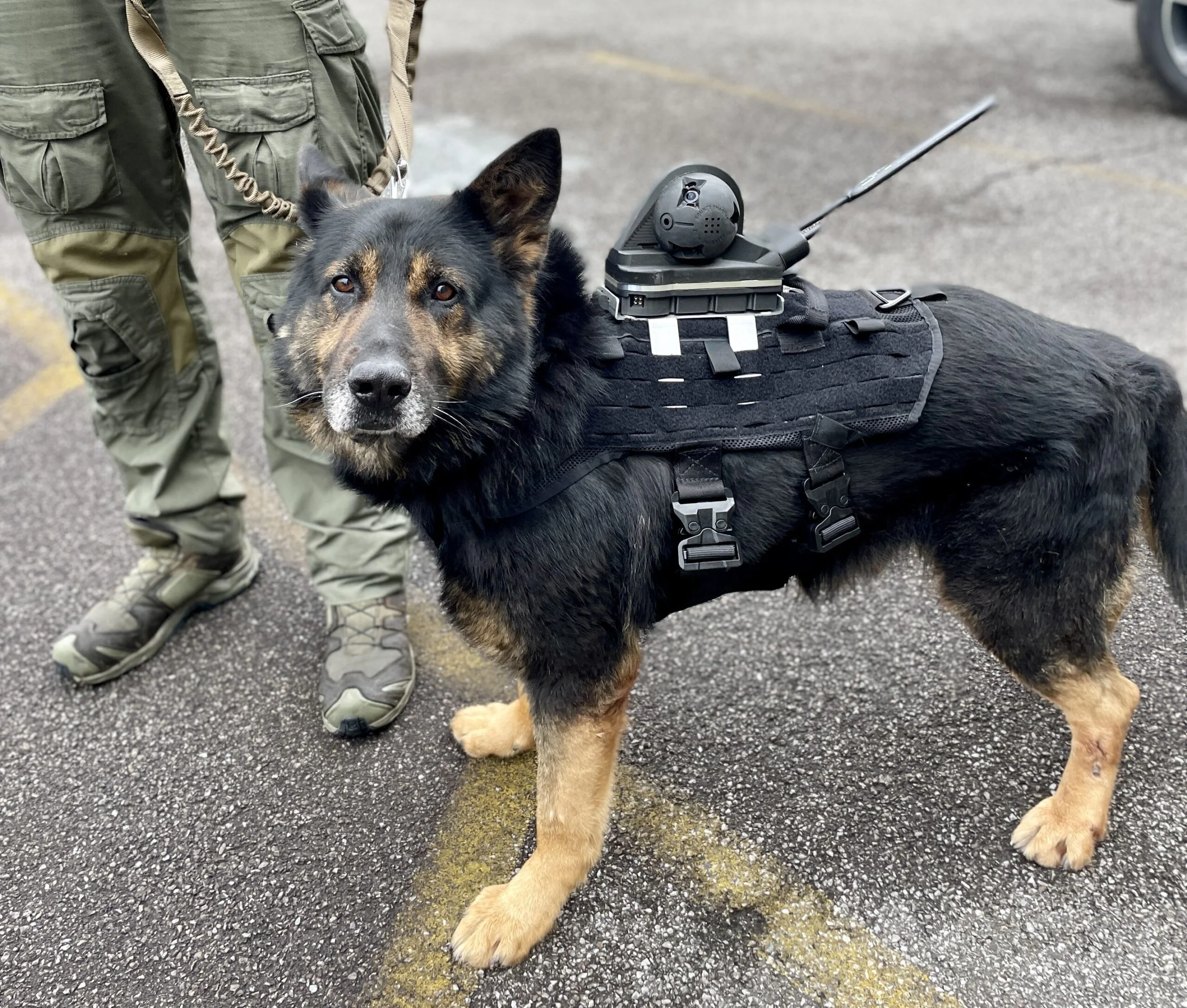 A German Shepherd police or service dog wearing a harness, standing on a paved outdoor area. Part of a person wearing green tactical or cargo pants and hiking shoes is visible.
