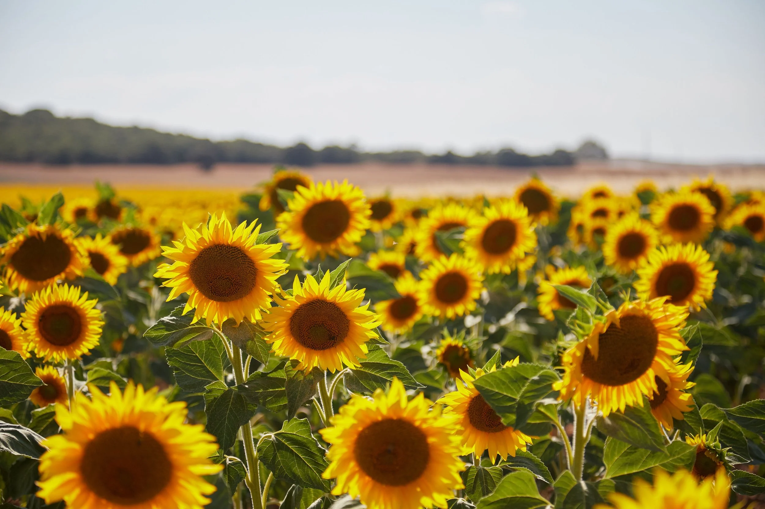 Empowering Ukraine’s small farmers through Agri Vision