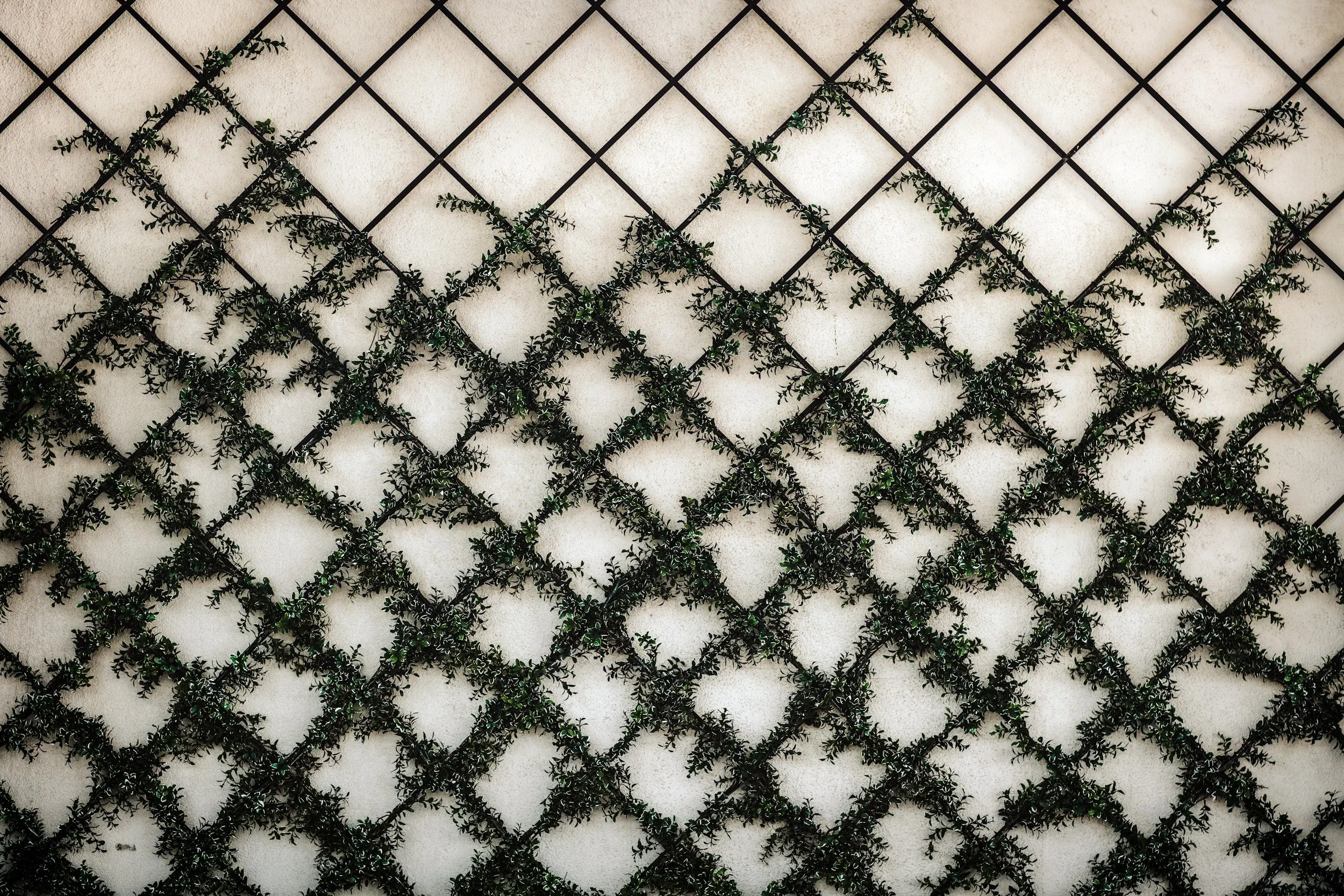 A wall with a diamond-shaped metal grid overgrown with small green plants.