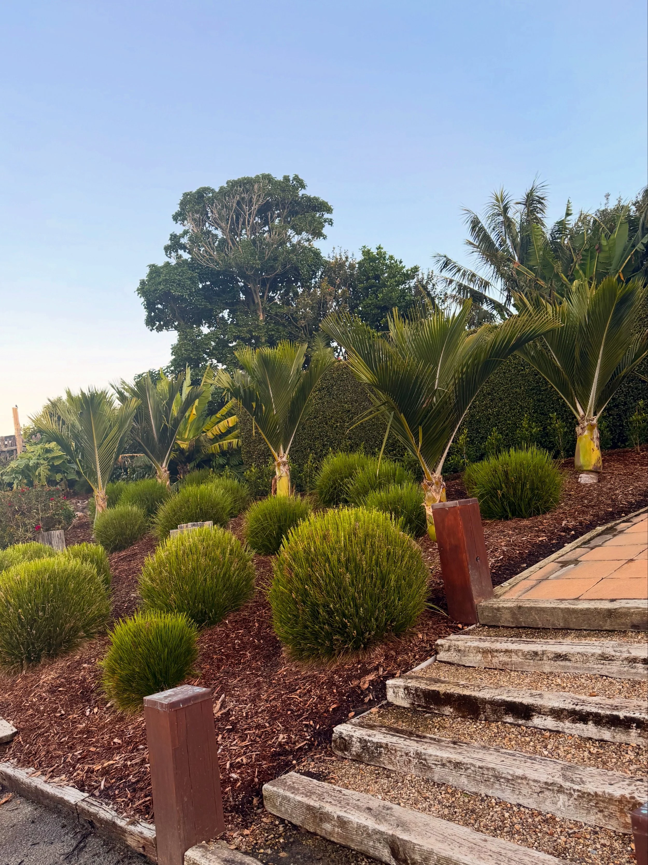 Garden on Waiheke Island with various plants including palm trees and bushes, a paved walkway, and weathered stone steps — maintained by Waiheke's best landscaping and garden maintenance team.