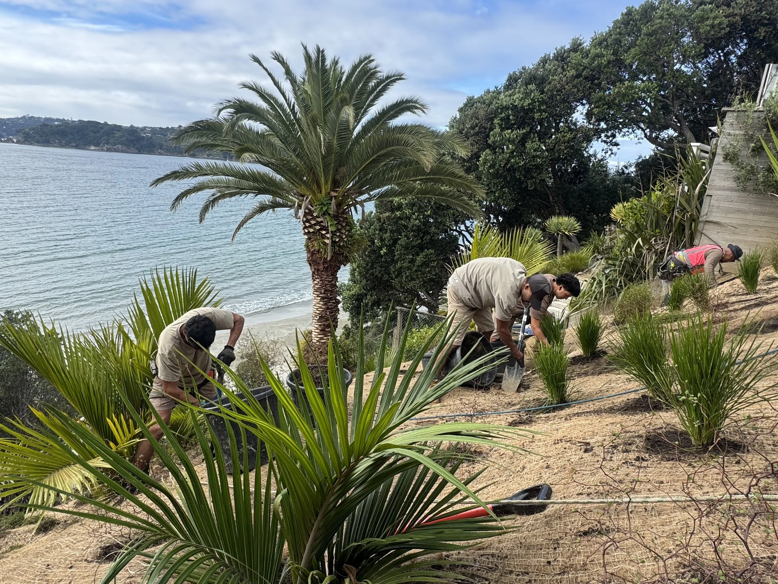 People working on a landscaping project near a beach, with palm trees, bushes, and a deck in the background.