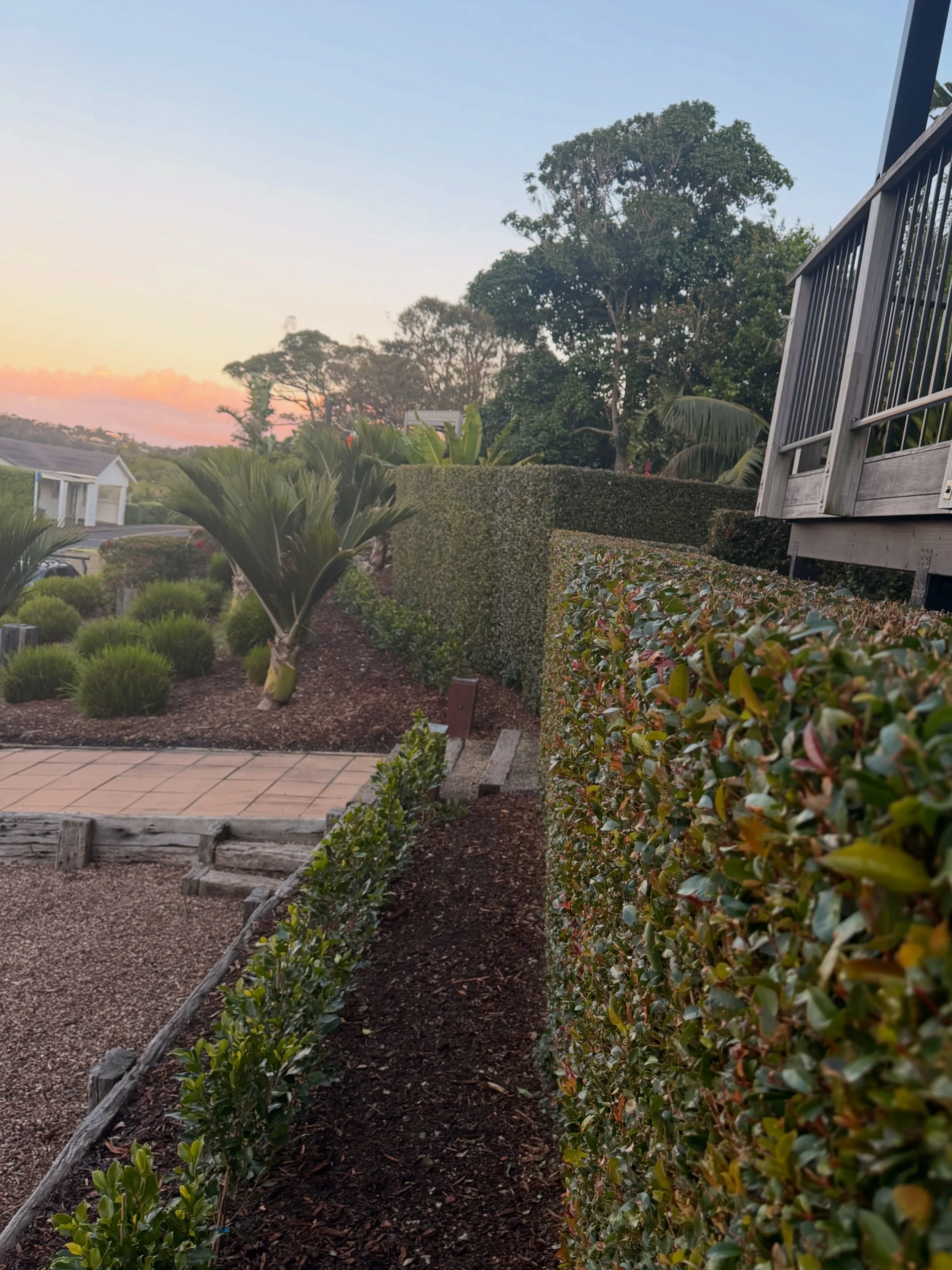 Residential yard with landscaped bushes, trees, a wooden deck, and a sidewalk at sunset.