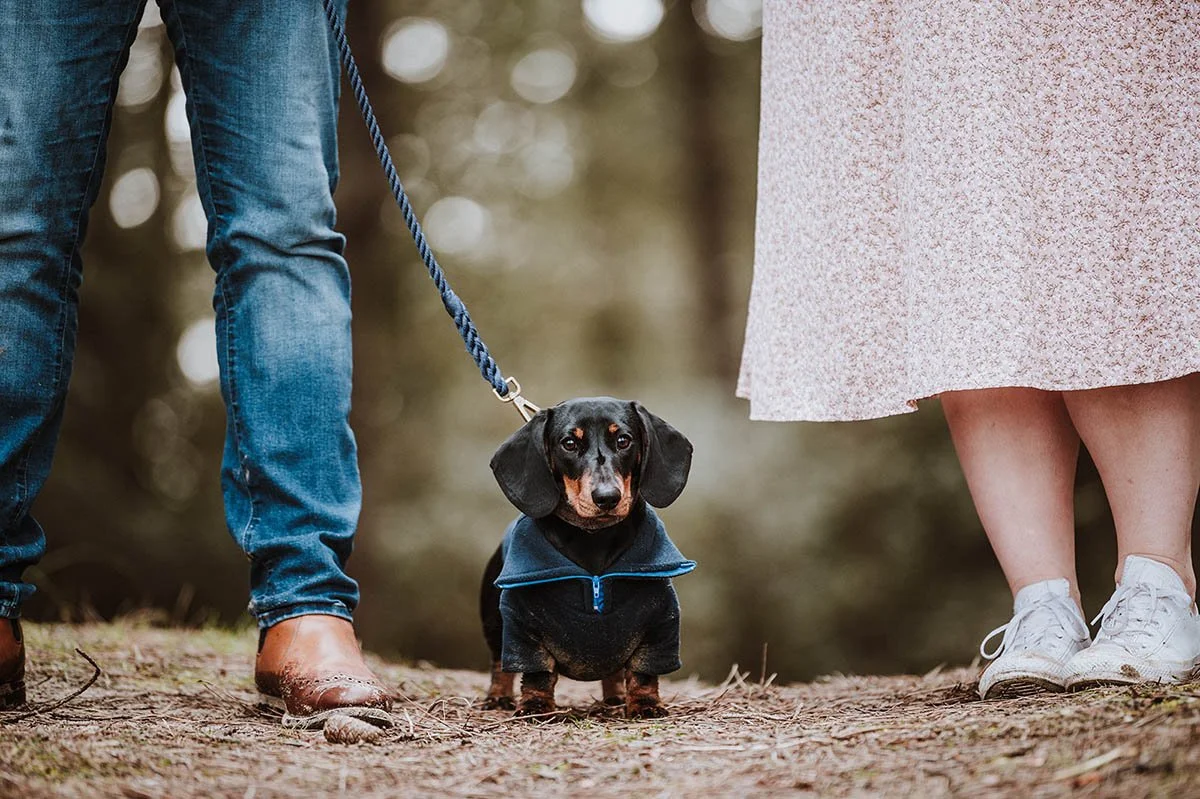 dog_photography1.jpg