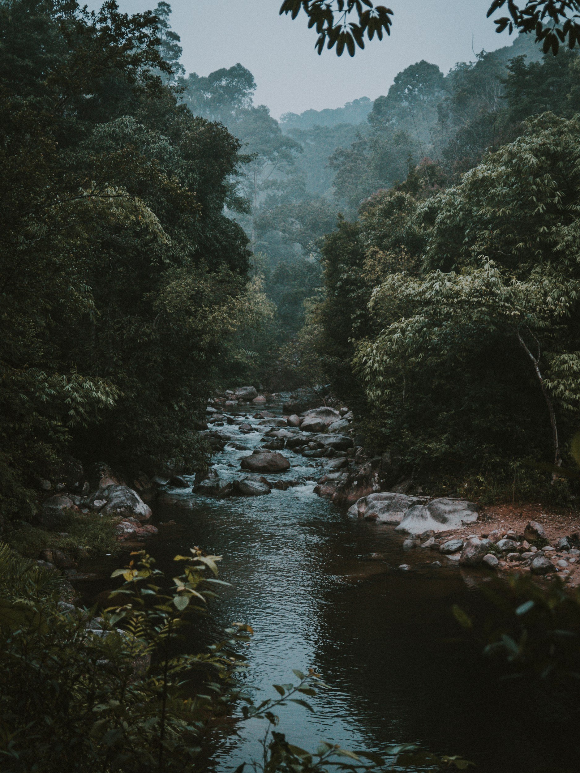 A river flowing through a dense forest with trees on both sides, and mist in the background with hills covered in trees.