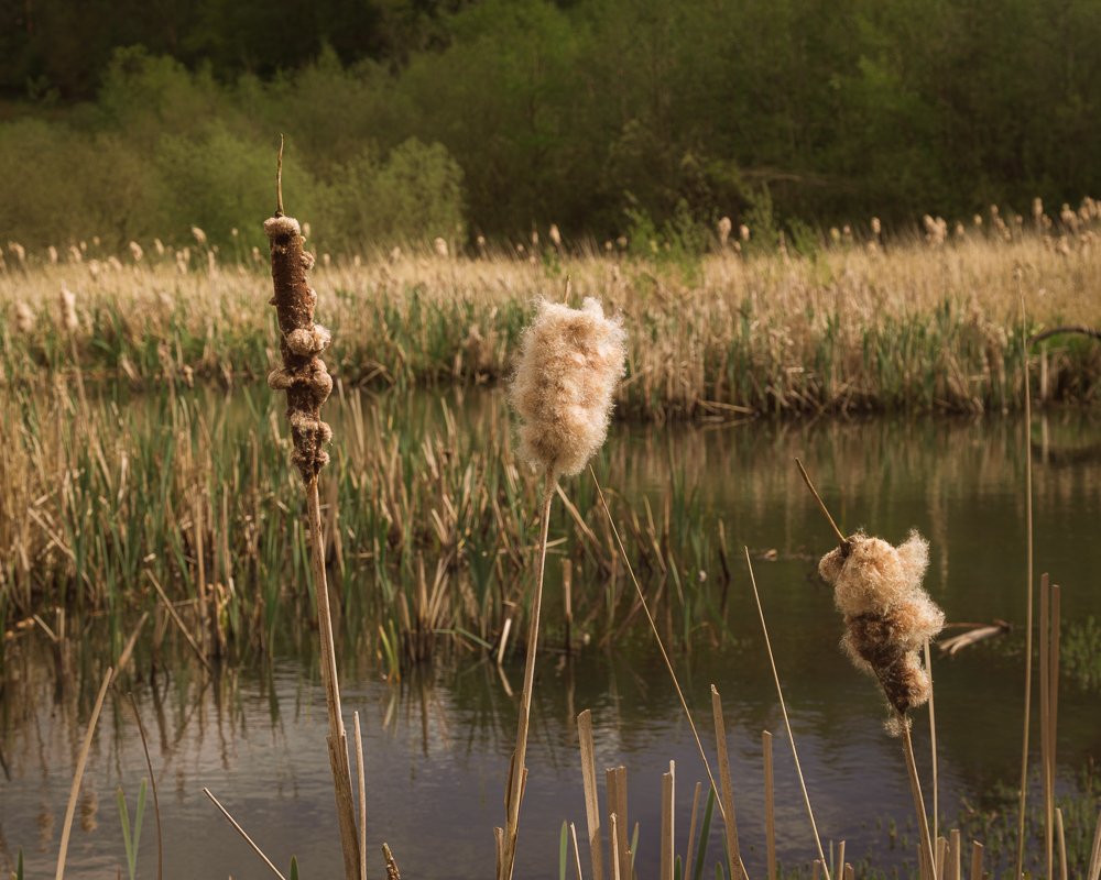 Wetland scene with cattails and aquatic plants along a pond, with a grassy field and trees in the background.