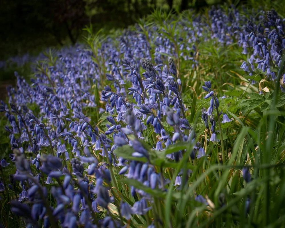A dense cluster of purple bluebell flowers growing in a field.