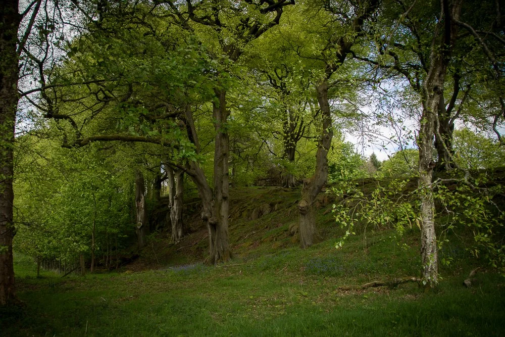 A peaceful forest scene with green trees and a grassy ground.