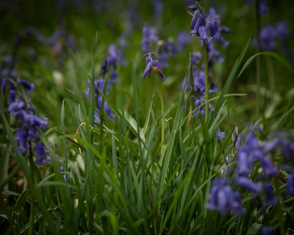 Close-up of purple bluebells growing among green grass and leaves.