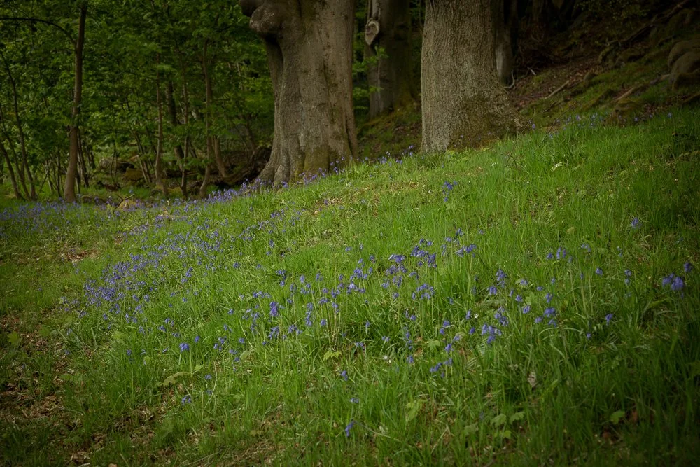 A forest scene with tall trees and green grass dotted with small purple wildflowers.