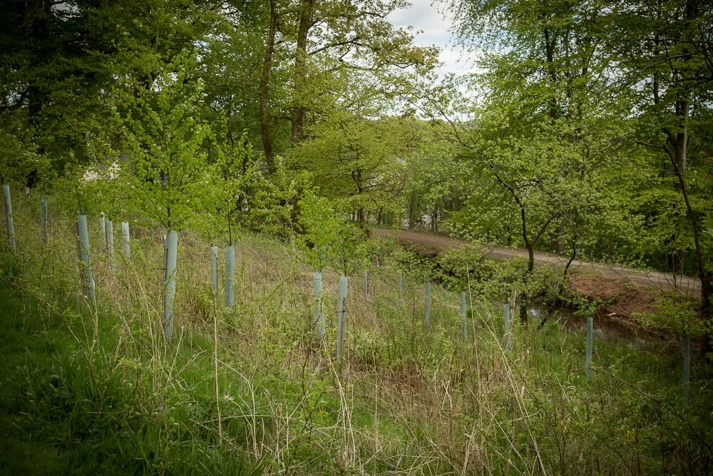 A green, wooded area with young trees protected with blue tree guard tubes, a grassy foreground, a dirt path in the background, and a cloudy sky overhead.