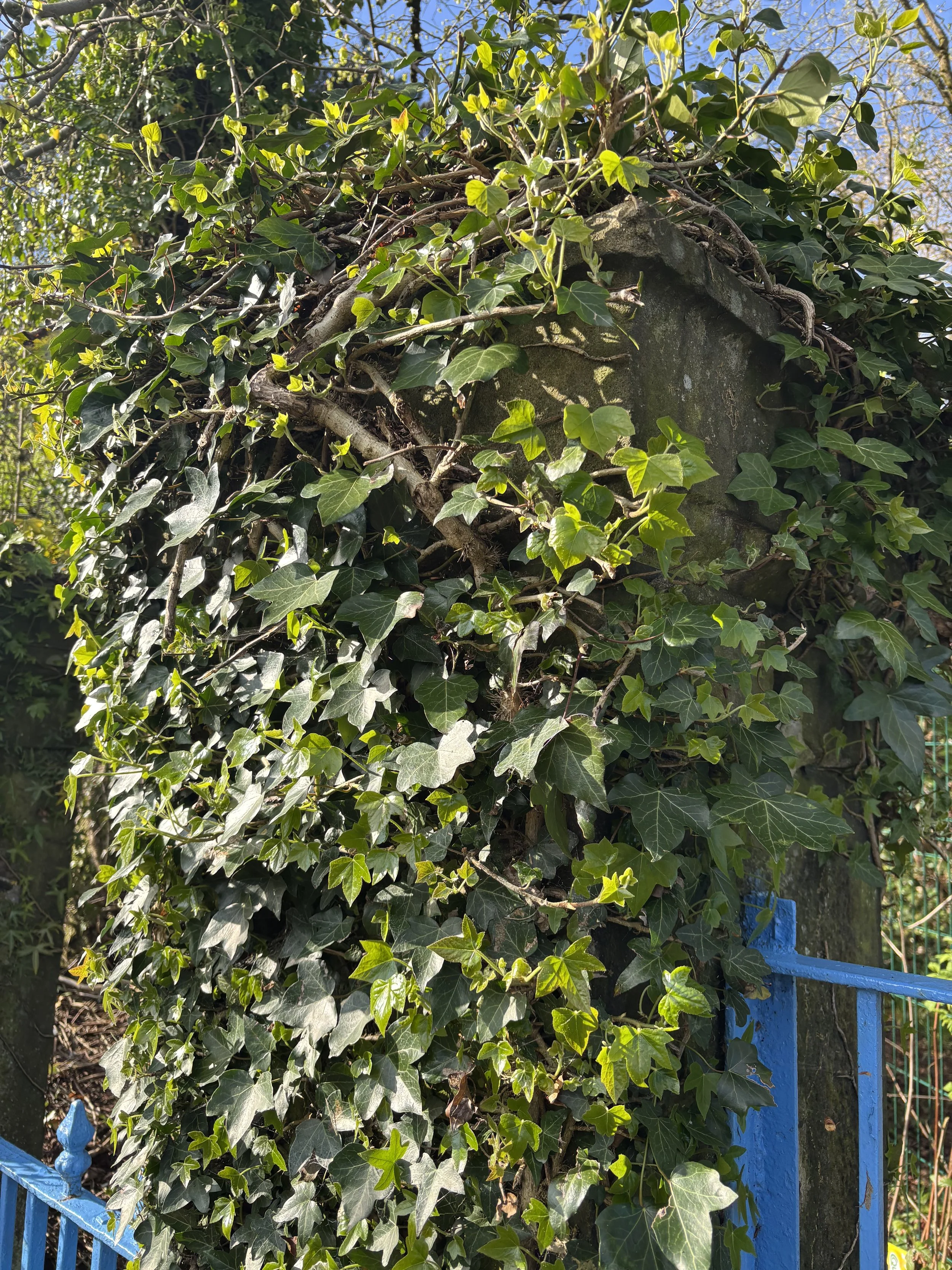 Green ivy and climbing plants growing on a stone wall behind a blue-painted metal fence.