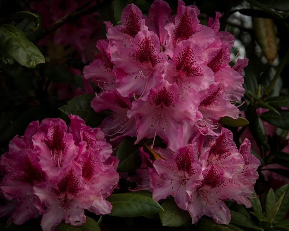Cluster of pink rhododendron flowers with green leaves in the background.