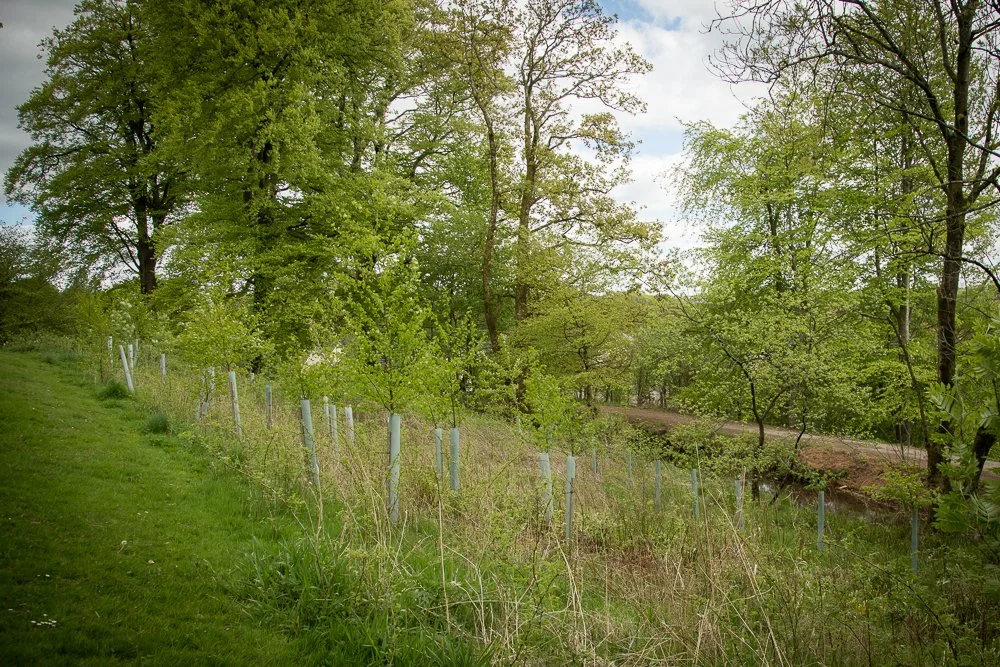 A grassy hillside with a fence and trees with green leaves, a dirt road in the background, under a partly cloudy sky.