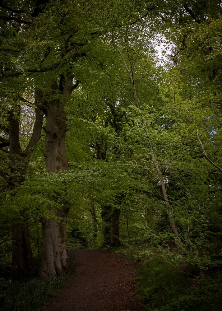A forest path surrounded by tall trees with green leaves.