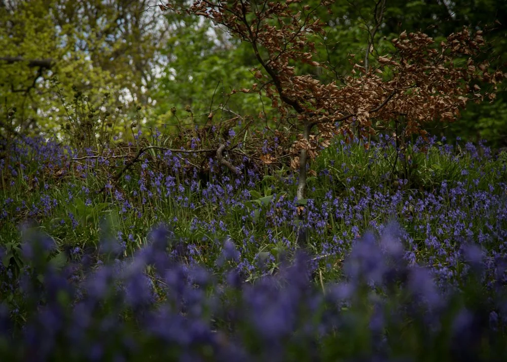 A garden with purple flowers, green and brown trees, and leafy shrubs.