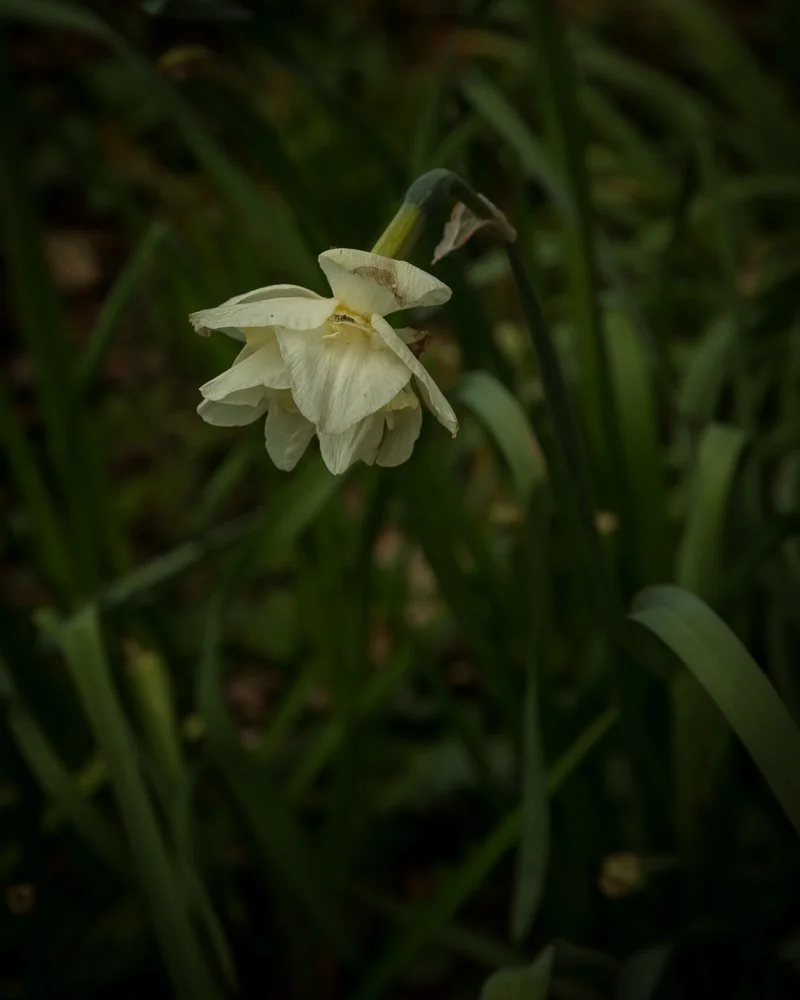 A wilted white flower with drooping petals and a dark green stem, surrounded by green leaves.