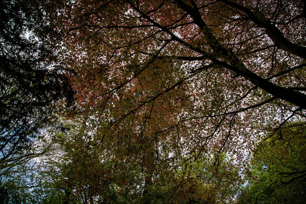 Looking up at tree branches and leaves with a partly cloudy sky in the background.