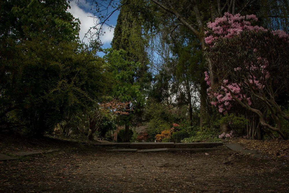 A dirt pathway through a forested park with lush green trees and pink blooming flowers on the right side, under a partly cloudy sky.